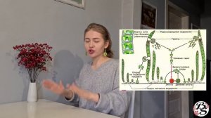 РАЗМНОЖЕНИЕ ВОДОРОСЛЕЙ||ЖИЗНЕННЫЙ ЦИКЛ УЛОТРИКСА