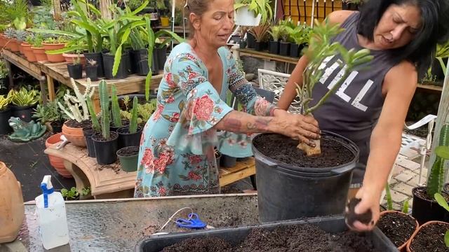 how to plant and lift your desert rose September 7, 2022 смотреть онлайн