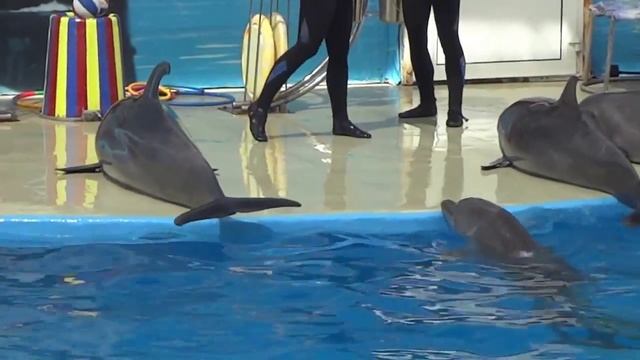 Черноморские дельфины а Анапе смотреть онлайн