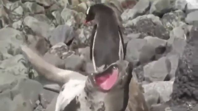 Ааа не надо наступать холодными ногами!!! смотреть онлайн