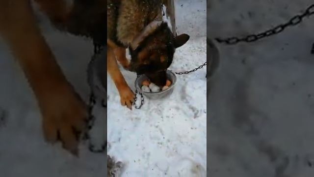 Наш защитник немецкая овчарка зонарно рыжего окраса охраняет дом козлятник и курятник смотреть онлайн