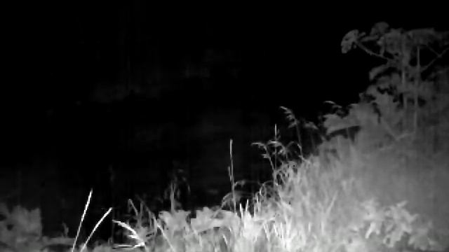 Hidden camera shoots bear walking at night | დათვი თუშეთის ეროვნულ პარკში | Tusheti National Park смотреть онлайн