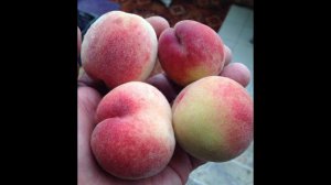 Персики в Подмосковье - это реальность!