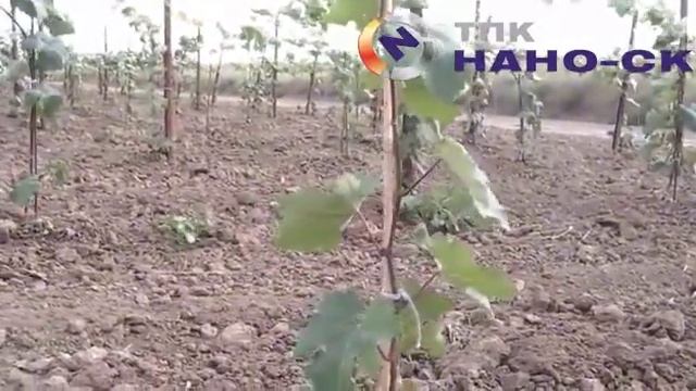 Применение стеклопластиковой арматуры в сельском хозяйстве смотреть онлайн