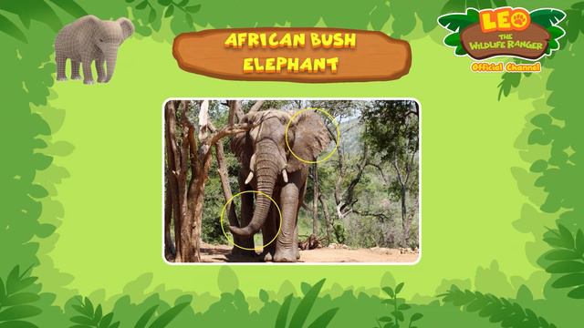 African Bush Elephant | LARGEST Land Animal | Leo The Wildlife Ranger | Fun Animal Facts