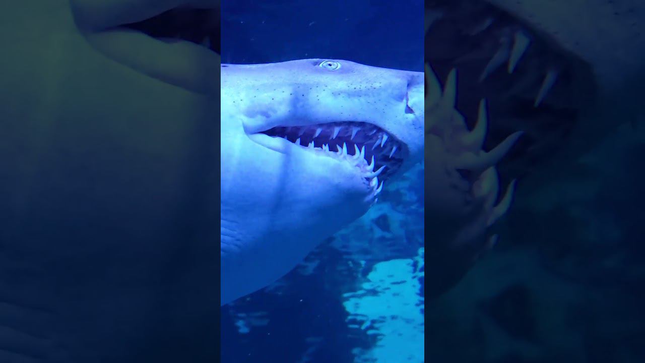 Океанариум, Пхукет. смотреть онлайн