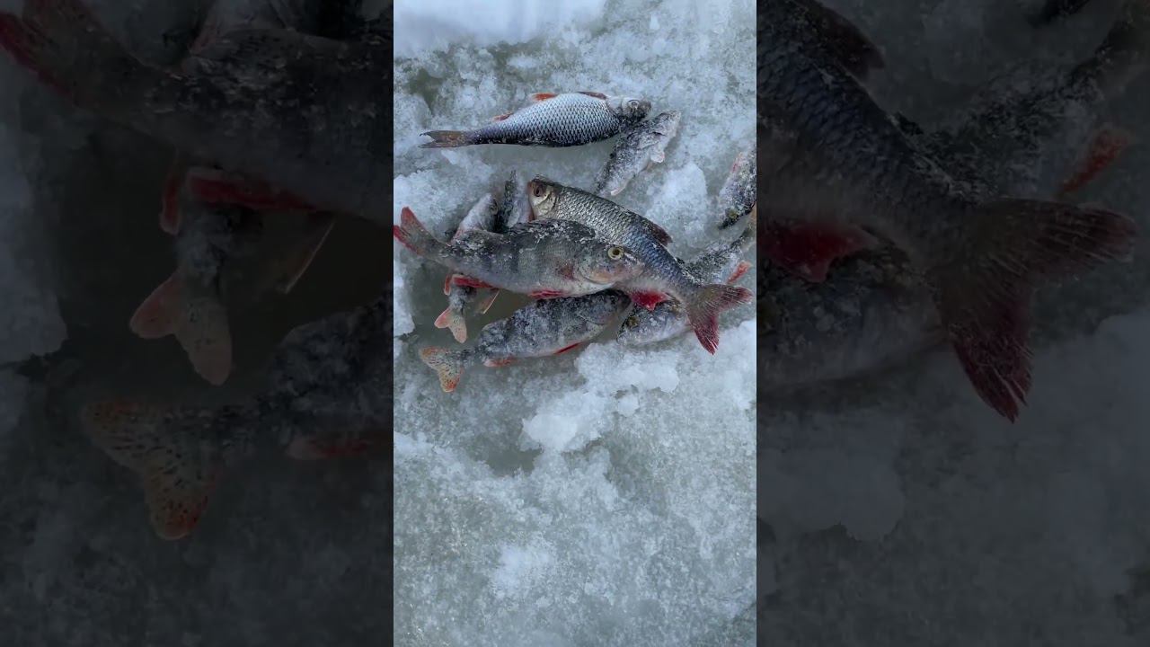 Не клюёт #рыбалкакстово #первыйлёд #плотва #зимняяудочка смотреть онлайн