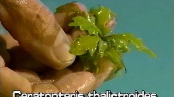 watersprite / water horn fern (Ceratopteris thalictroides)