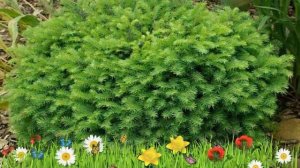 Ель сербская Карел (karel) ? Обзор: посадка и уход. саженцы ели Карел: описание и особенности