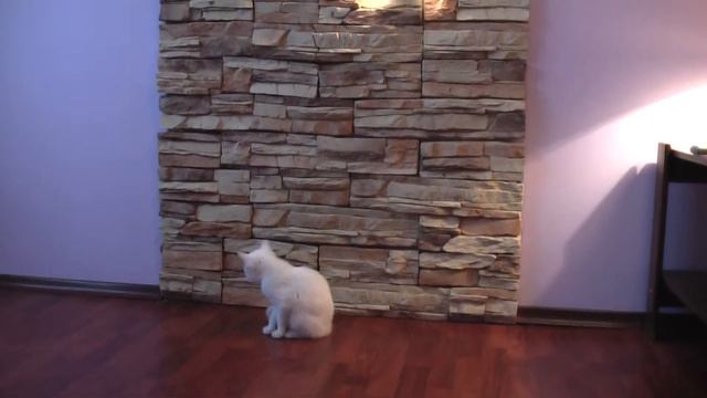 Кот британец скалолаз смотреть онлайн