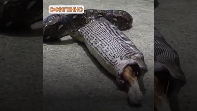 Питон заполз в дом и проглотил домашнего кота! смотреть онлайн