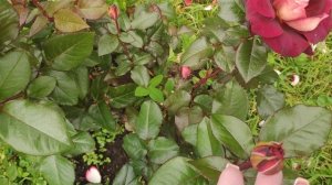 Розы в Подмосковье. EDDIE MITCHELL / Эдди Митчелл (чайно-гибридная)