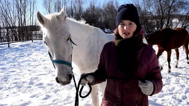 КАК ПРАВИЛЬНО СДЕЛАТЬ УКОЛ ЛОШАДИ. ИНЪЕКЦИИ смотреть онлайн