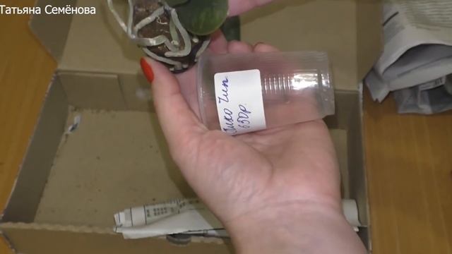 Как меня чуть не кинули на бабки! Орхидеи Майкопа Эмилия. Мой отзыв. смотреть онлайн