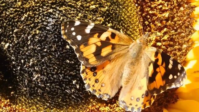 Relax music and butterflies - to relieve stress, restore a good mood смотреть онлайн