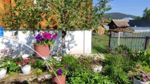 Цветы в палисаднике 15 июня, обзор.