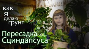Грунт с Кембрийской глиной для СЦИНДАСУСА своими руками #сциндапсус #пересадкацветов #shorts #земля