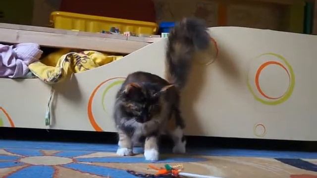 Котенок мейн-кун Buycatme Feerie играет. смотреть онлайн