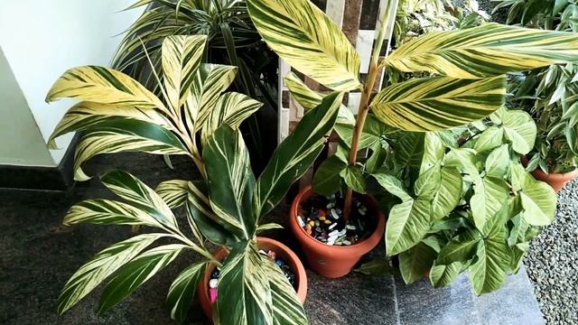 Alpinia Propagation Malayalam || Alpinia Zerumbet Variegata || Shell Ginger|| Alpinia Plant Care смотреть онлайн