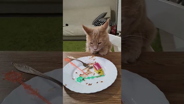 2 января 2020 г. Мейн-кун и фондю #мейнкун #кот #котейка копейка #cat смотреть онлайн