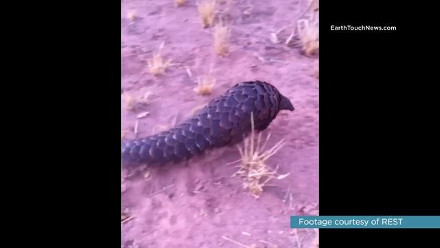 Meet the pangolin who’s teaching humans about his own kind смотреть онлайн
