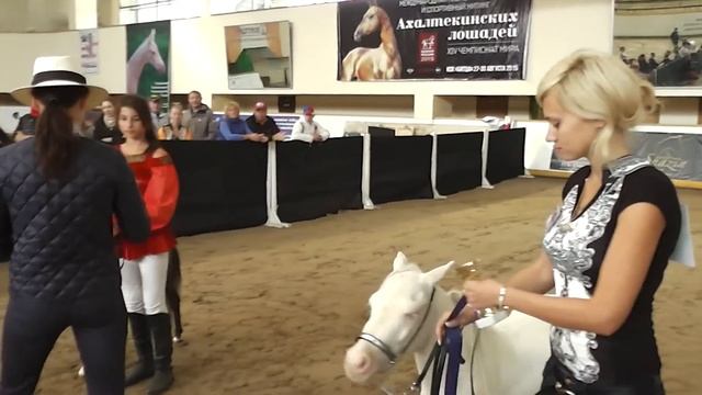 Миниатюрные лошади КСК "Созидатель" смотреть онлайн