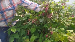 Пшехиба - сорт, который Вас удивит