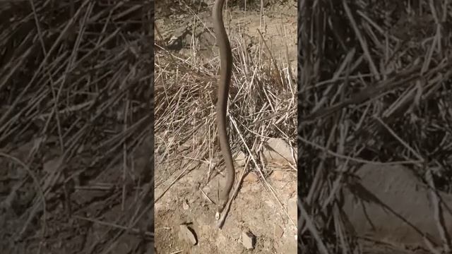 Водяной уж или гадюка? #рыбалка #змея #shorts