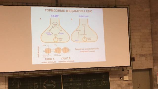 «Физиология ЦНС», часть 2