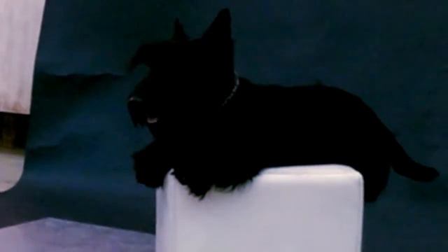 Скотч-терьер Патрик: за кулисами первого фотосета смотреть онлайн