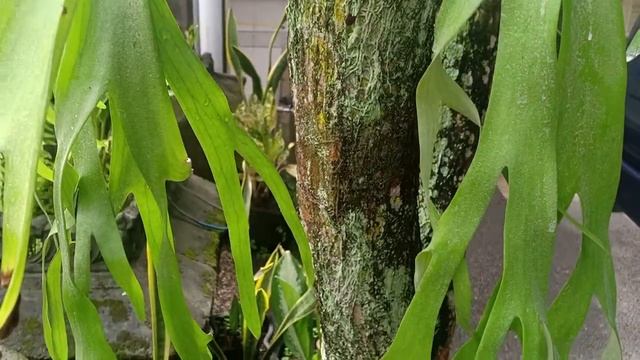 Tanduk Rusa / Platycerium Bifurcatum смотреть онлайн