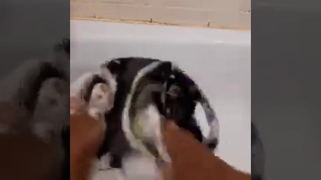 Кепканы кірсабынмен жуу..... смотреть онлайн