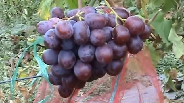 Сорта винограда Граф Монте Кристо смотреть онлайн