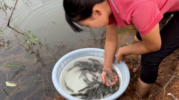 Harvesting Avocado -The process of ripening avocados Goes to the market sell - Buy fish to stock th