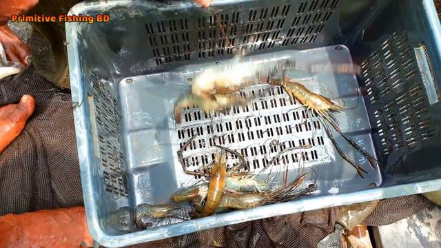 Large Baam Fishing in River। Traditional Mixed Fish Catching By Net смотреть онлайн