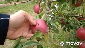 Сбор урожая.  Красивейшего яблока, сорта "Айдаред".