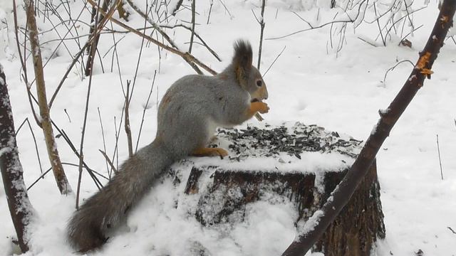 Белка на лесной кормушке ( Sciurus vulgaris ) смотреть онлайн