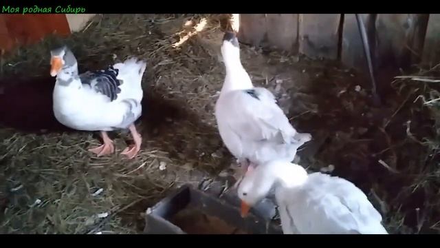Кто разбил гусаку Гошке нос? Неужели наш голубь улетел насовсем? смотреть онлайн
