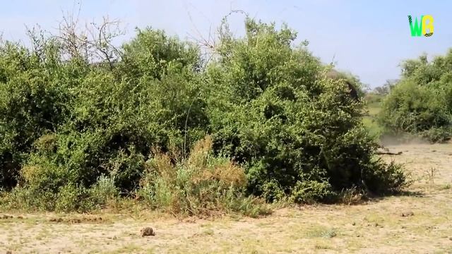 जंगली हाथी के सबसे खौफनाक हमले | Rude Elephants Moments Mercilessly On The Prowl For Anything смотреть онлайн