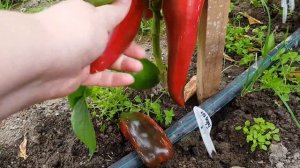 Перец Бивень 21.08.22