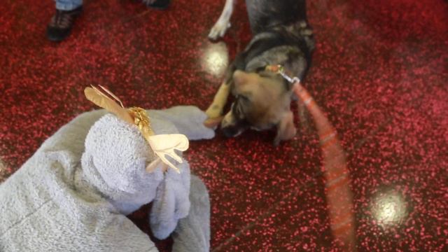 MPA! "Puppy Dog" playing with Tinsel смотреть онлайн