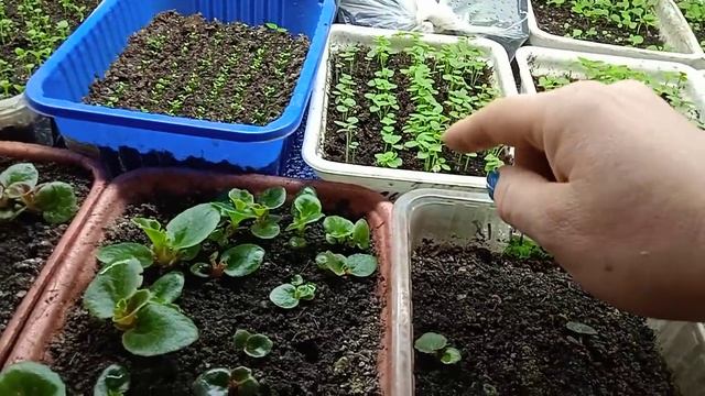 Обзор посевов на 17.01.21. смотреть онлайн