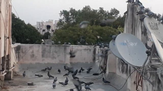 Wow what a lovely Morning view on my terrace#Feeding them grains#lockdown 2020 смотреть онлайн