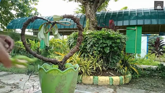 2 IN 1PHOTUS AND ADENIUM PLANT смотреть онлайн