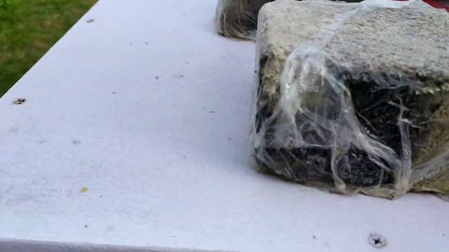 Делаю отводки на 1 рамку печатного расплода 21.05.2020 смотреть онлайн