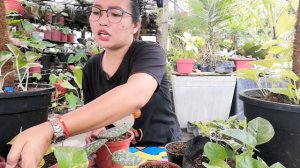 7 VARIETIES OF POTHOS PROPAGATION|POTHOS PROPAGATION FOR THE FUTURE HOUSE|Grace J. M