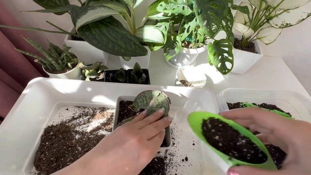 Сансевиерия из листа / какие Сансевиерии из листа дают деток по сорту / #сансевиерия