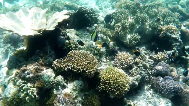 Travelling Indonesia - Komodo & Borneo | GoPro Hero 4 смотреть онлайн