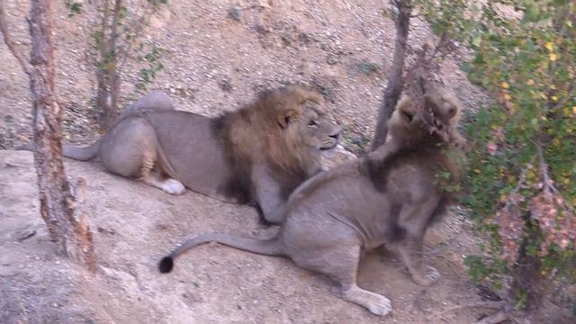 Русик, Гирей, Султан - ещё одно утро с младшей группой "продлённого дня". смотреть онлайн