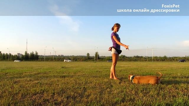 Good Dog: обучение собаки трюку "Умри" (демонстрация) смотреть онлайн